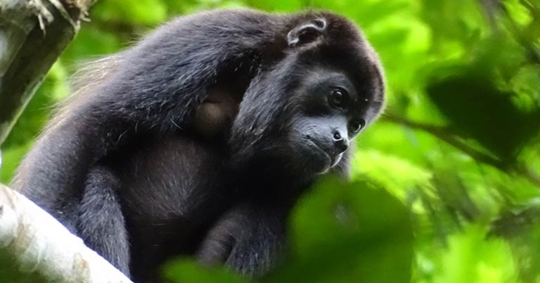 Mantled howler monkey