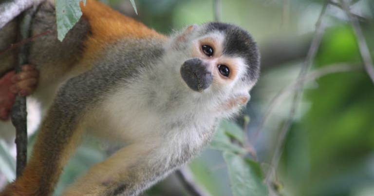 Central American squirrel monkey