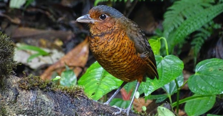 Maria the Giant Antpitta