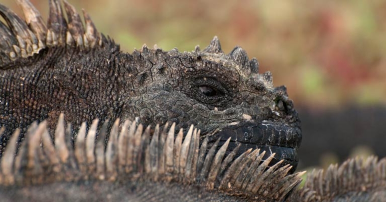 Marine iguana