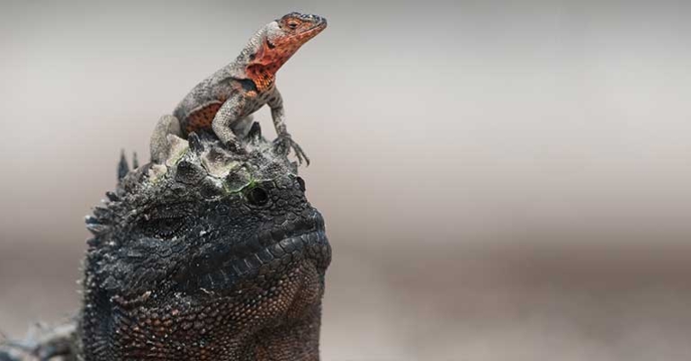 Marine iguana with a lava lizard