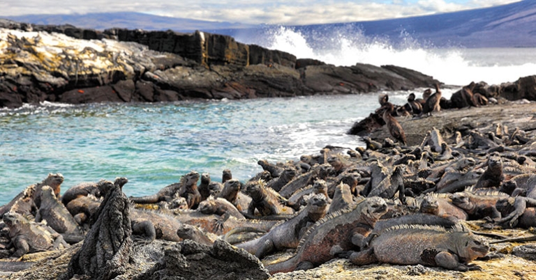 Marine iguanas at Espinosa Point, Fernandina Island