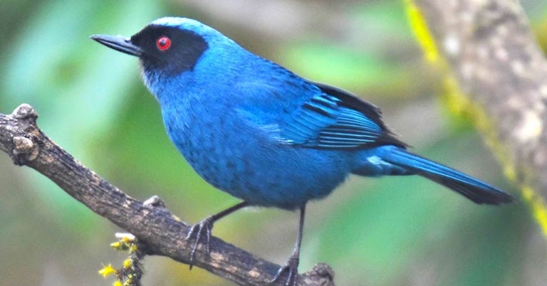 Masked Flowerpiercer
