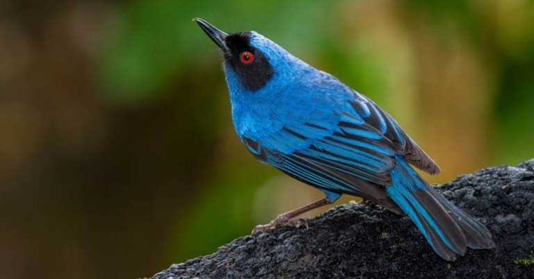 Masked Flowerpiercer