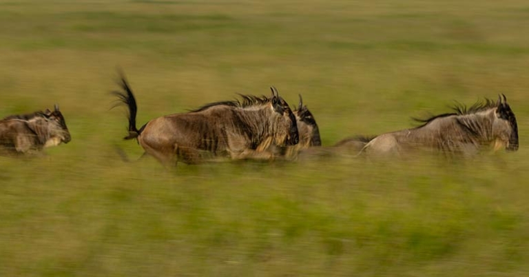 Migrating wildebeest