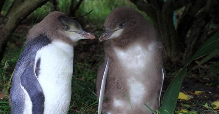 Molting Yellow-eyed Penguin chicks