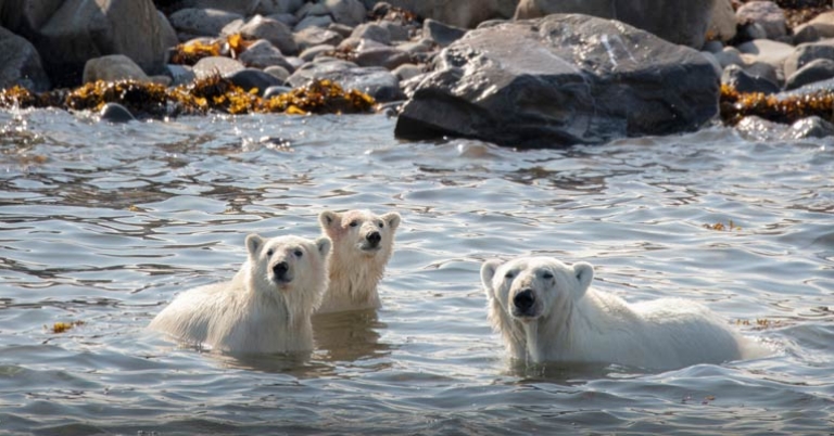 Polar bear with cubs