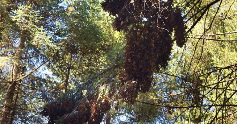 Monarch roost