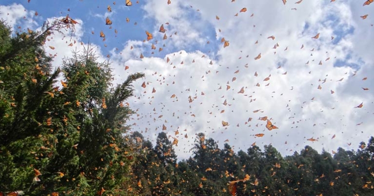 Monarchs in flight