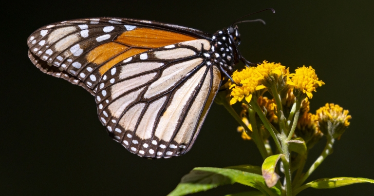 Monarch close-up