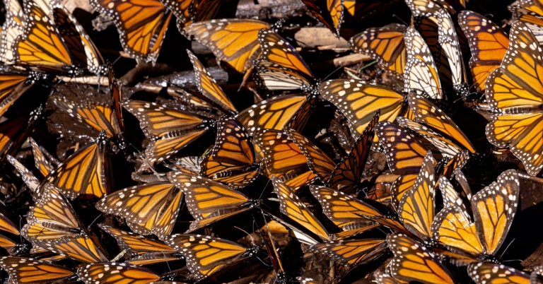 Monarch cluster up close
