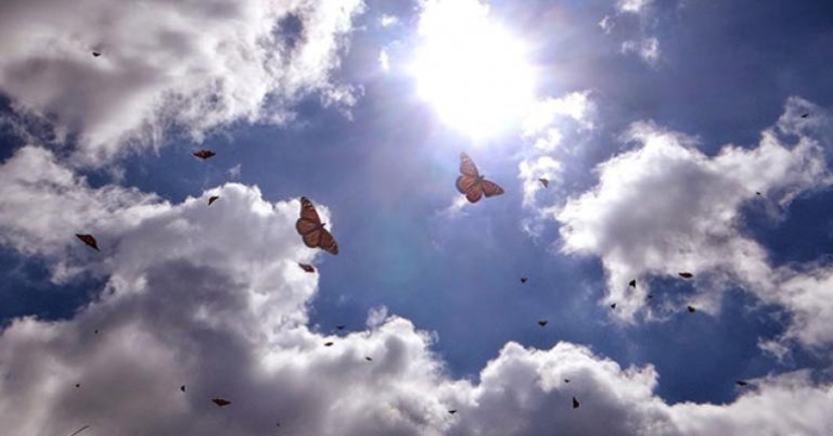 Monarchs in sunlight