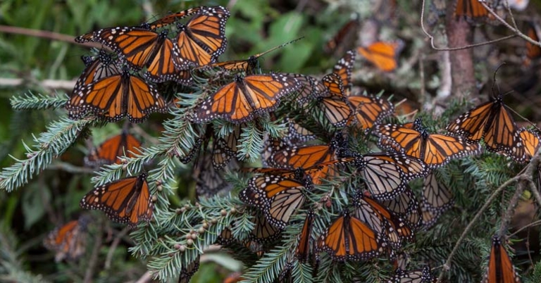 Monarchs