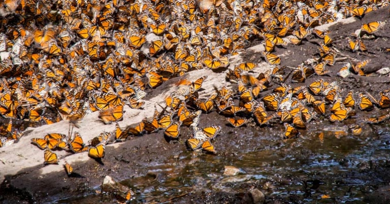 Monarchs drinking at a stream
