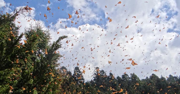 Monarch Butterflies in flight