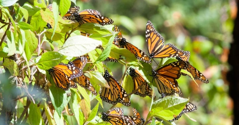 Monarchs at Sierra Chincua