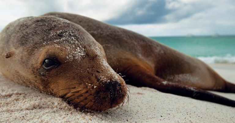 Galapagos Sea Lion