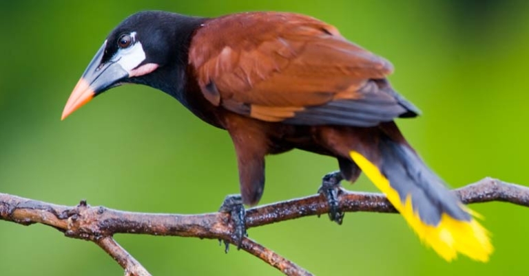 Montezuma Oropendola