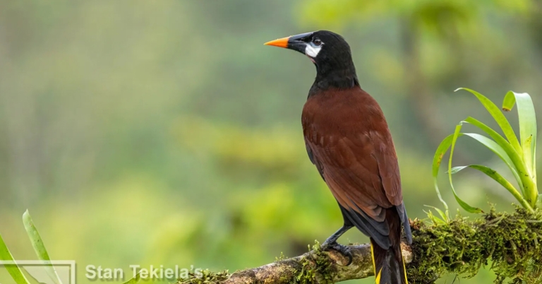 Montezuma Oropendola