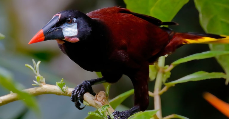 Montezuma Oropendola