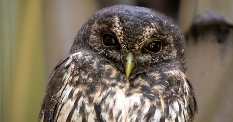 Mottled Owl
