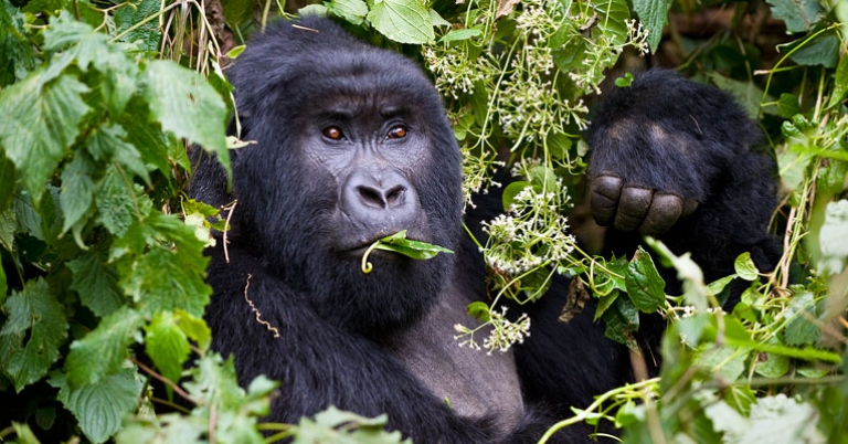 Wild Mountain Gorilla