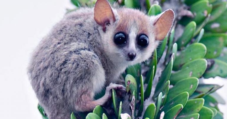 Mouse lemur at Berenty Reserve