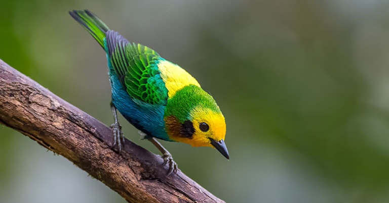 Multicolored Tanager