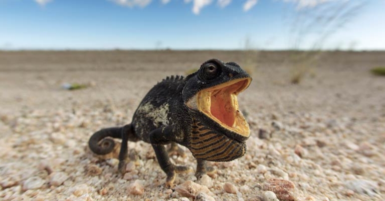 Namaqua Chameleon in Namib Desert