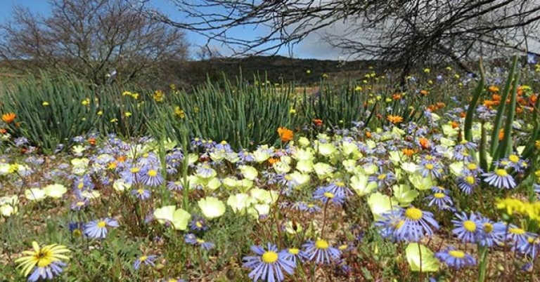 Wildflowers, Namaqualand
