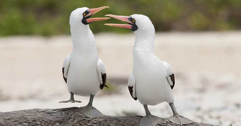 Nazca Boobies