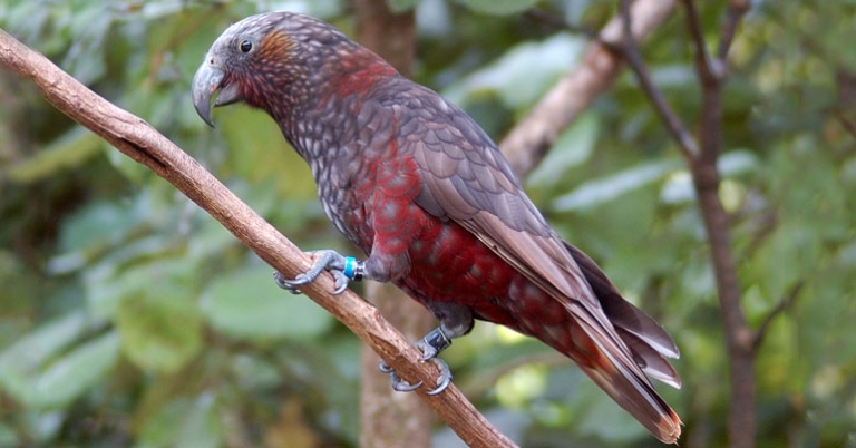 New Zealand Kaka