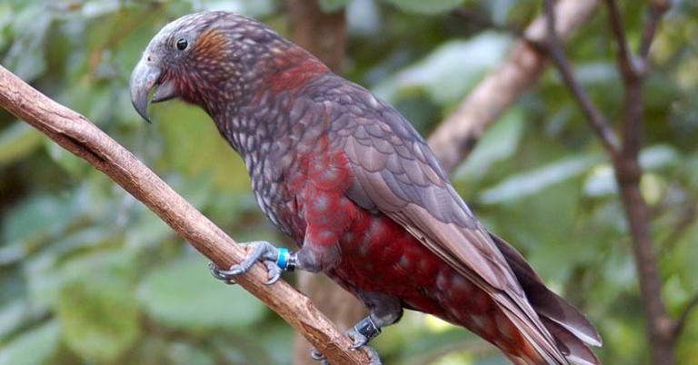 New Zealand Kākā