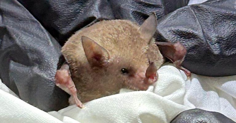 Bat research at the Night Wings Project