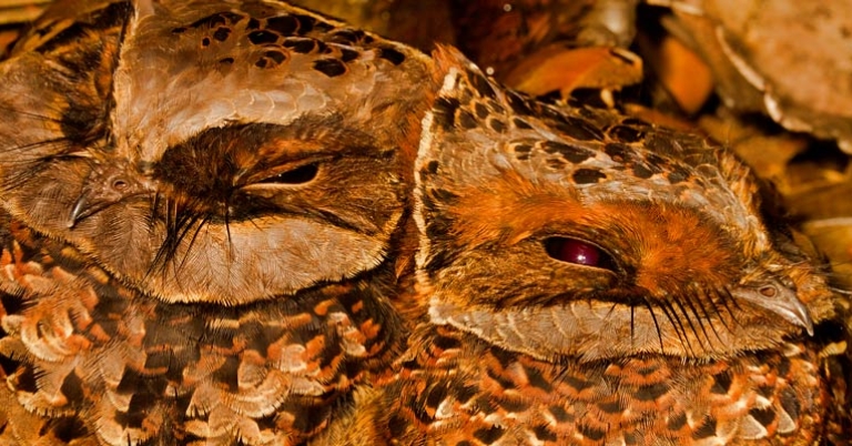 Collared Nightjars