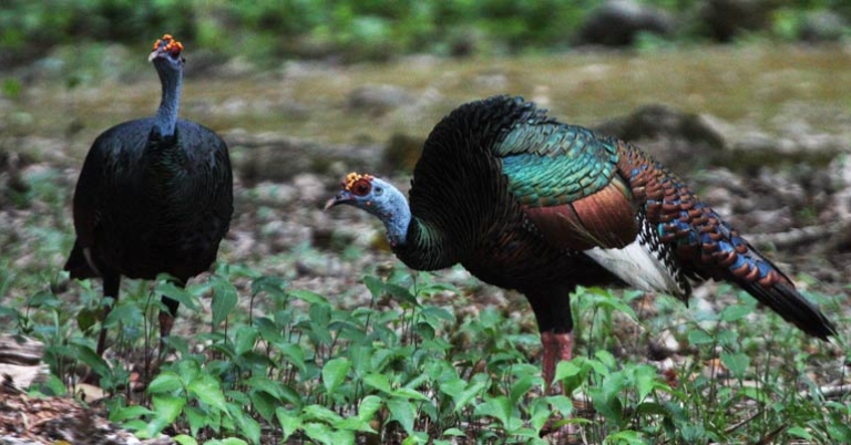 Ocellated Turkeys