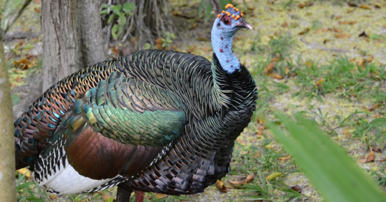 Ocellated Turkey