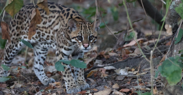 Ocelot
