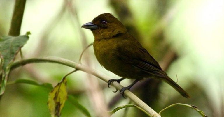 Carmiol's Tanager
