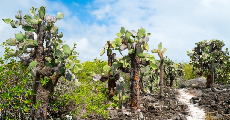 Opuntia cactus in Santa Cruz Island