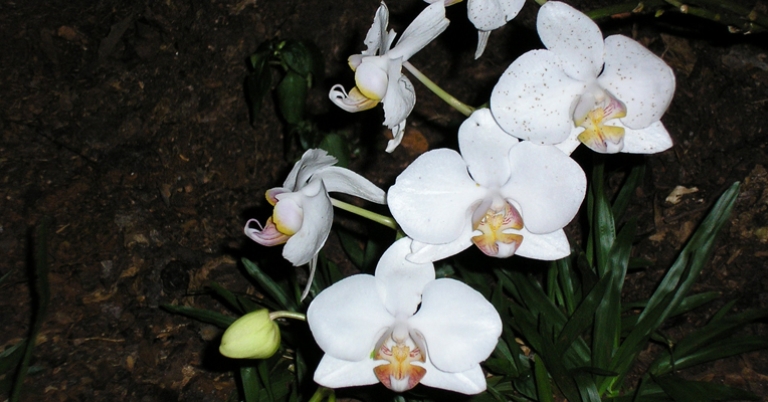 Orchids in Iguazú