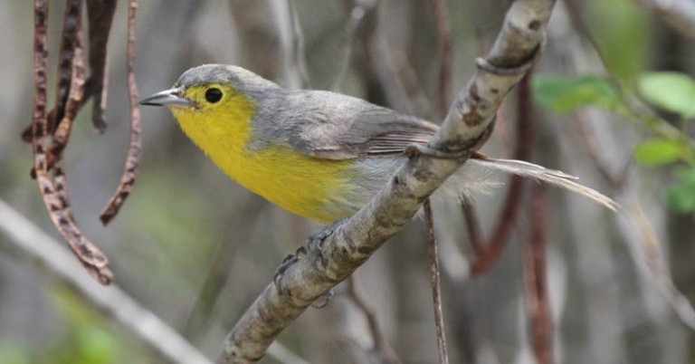 Oriente Warbler (Teretistris fornsi)