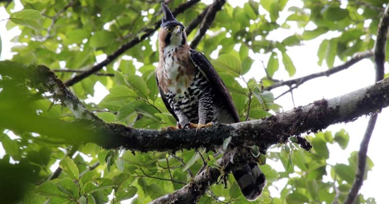 Ornate Hawk-Eagle