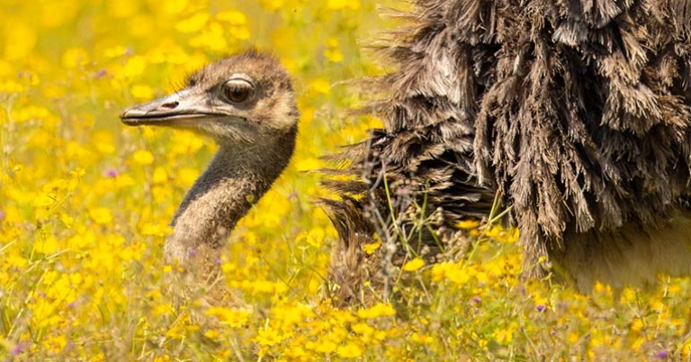 Ostrich in Ngorongoro Crater