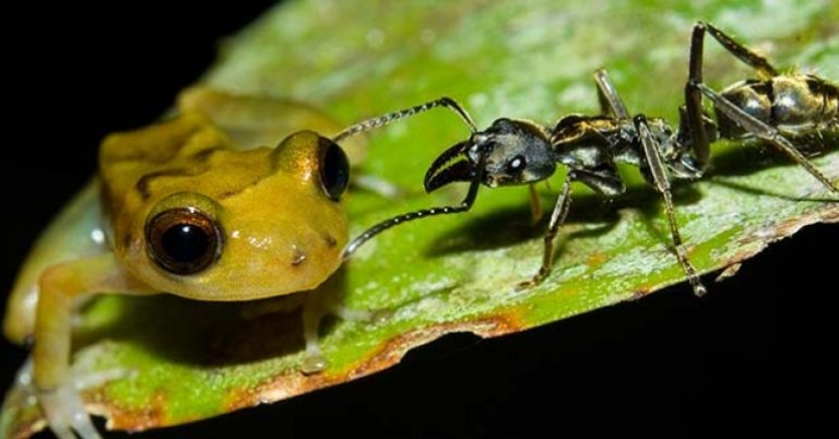 Alfredo Dosantos Santillan Peeping rain frog