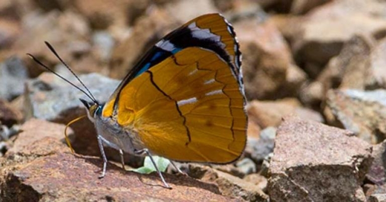 Perisama philinus, Peru