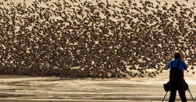 Jerry Goffe, naturephotoworks.com Shore birds in flight, Alaska