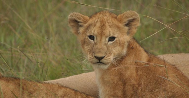 Lion Cub
