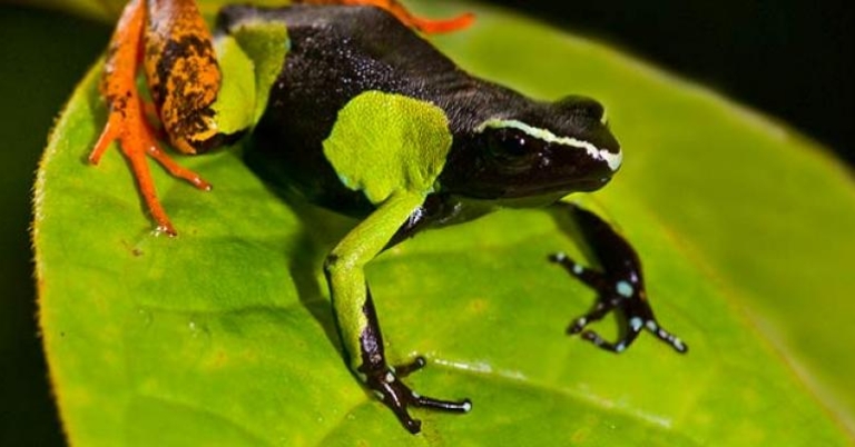 The painted mantella, a Madagascar endemic
