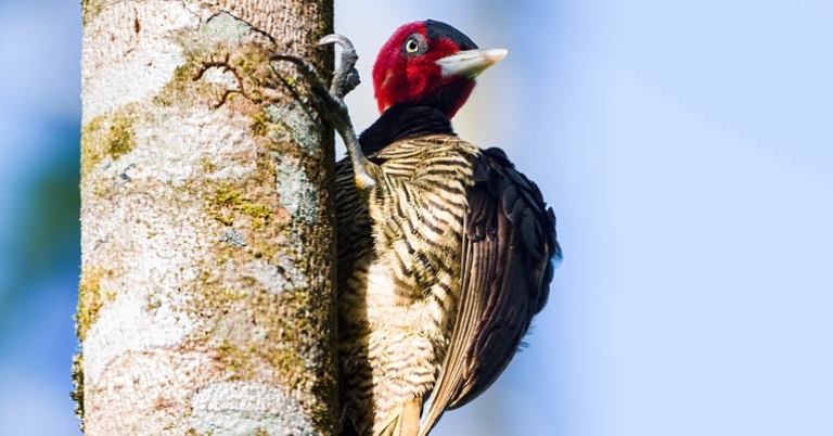 Pale-billed Woodpecker
